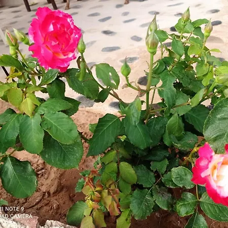 Сasa de vacaciones Zikos House