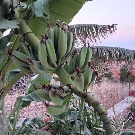Zikos House מונמבאסיה